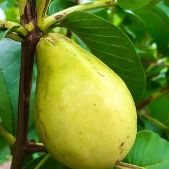 نهال گواوا گلابی درشت وارداتی — تصویر ۳