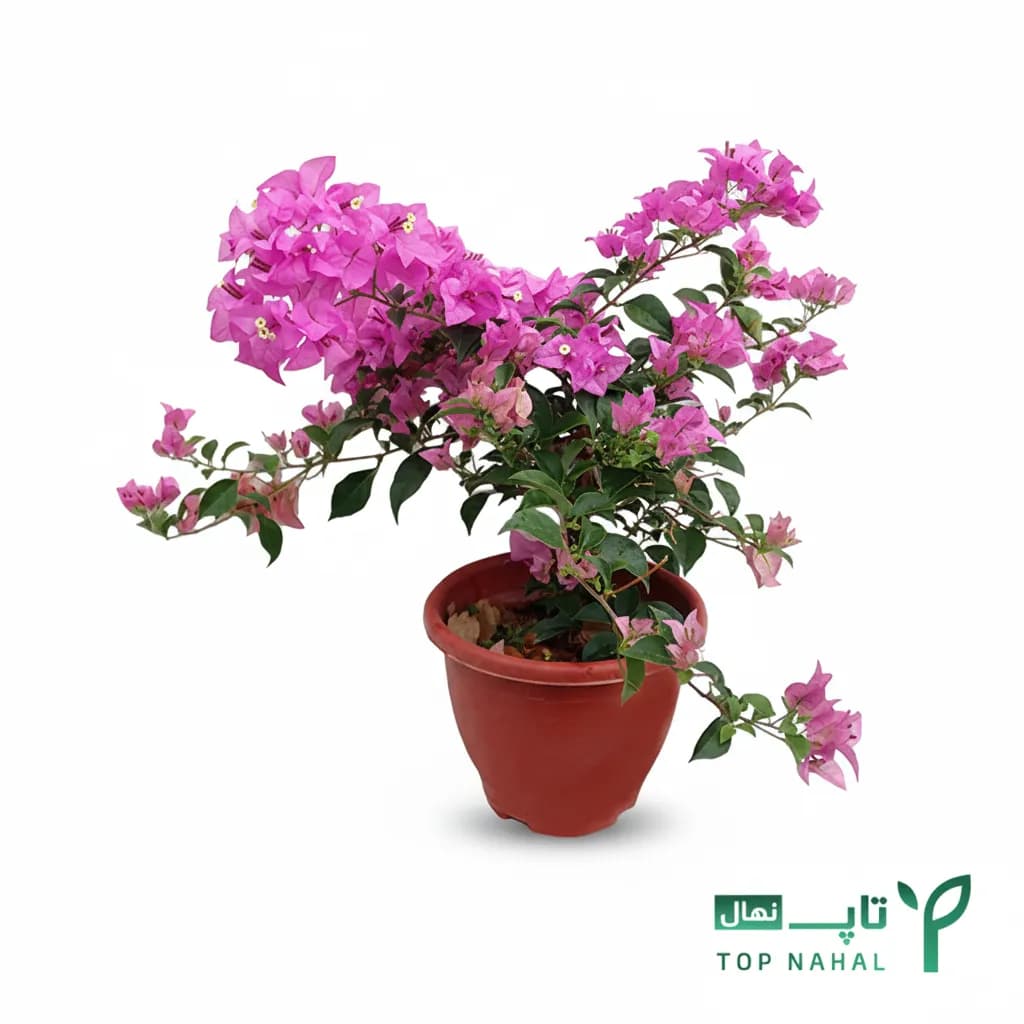 درختچه گل کاغذی فرفره ای وارداتی