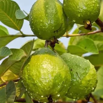 نهال گواوا زرد ویتنامی — تصویر ۳
