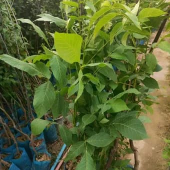 نهال گردو هلندی پوست کاغذی وارداتی — تصویر ۳