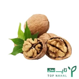 نهال گردو هلندی پوست کاغذی وارداتی
