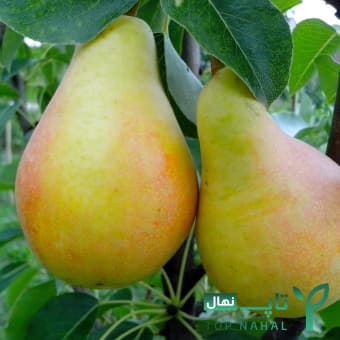 نهال گلابی سانرایز وارداتی Sunrise pear — تصویر ۳