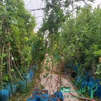 نهال انار دانه سیاه اصل – بالغ – وارداتی — تصویر ۲