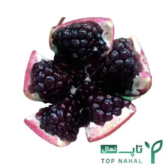 نهال انار دانه سیاه اصل – بالغ – وارداتی