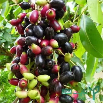 نهال جمبو وارداتی Jambul — تصویر ۲