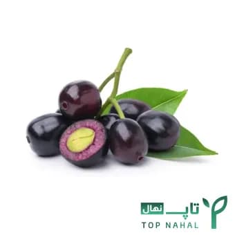 نهال جمبو وارداتی Jambul