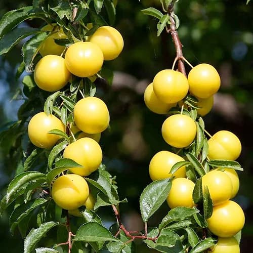 نهال آلو زرد وارداتی yellow plum – بالغ — تصویر ۳