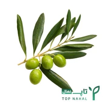 نهال زیتون مانزانیلا Manzanilla olive