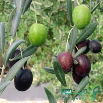 نهال زیتون مانزانیلا Manzanilla olive — تصویر ۲