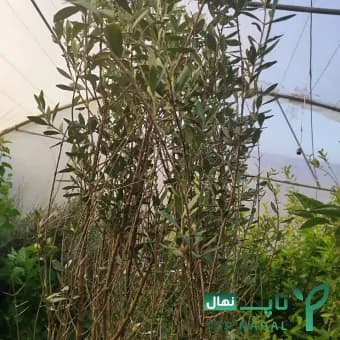 نهال زیتون مانزانیلا Manzanilla olive — تصویر ۳