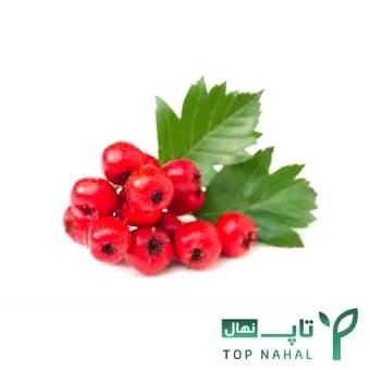 نهال زالزالک وارداتی (دیرگل) بالغ