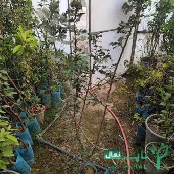 نهال زالزالک وارداتی (دیرگل) بالغ — تصویر ۲