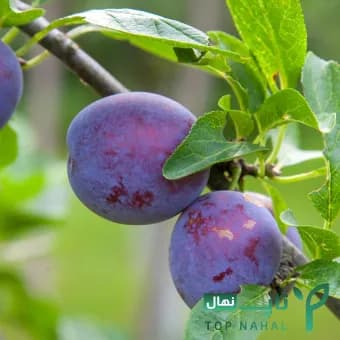 نهال آلو سیاه وارداتی — تصویر ۲