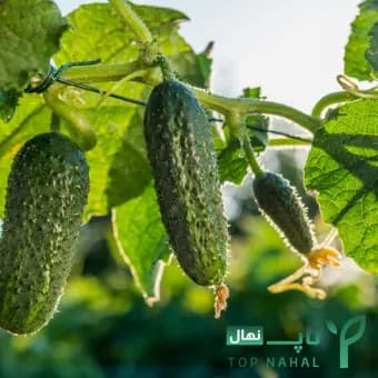 پک 5 تایی بذر خیار (خیار زرد، سفید، خاردار) — تصویر ۳