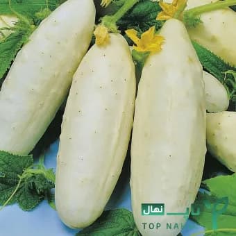 پک 5 تایی بذر خیار (خیار زرد، سفید، خاردار) — تصویر ۴
