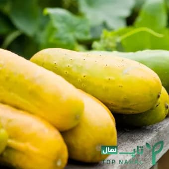 پک 5 تایی بذر خیار (خیار زرد، سفید، خاردار) — تصویر ۲