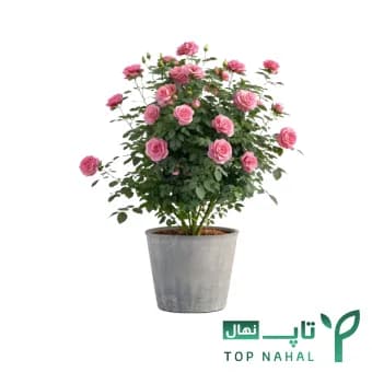 درختچه گل محمدی وارداتی (ترکیه)