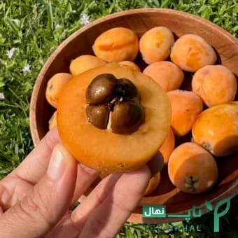 نهال ازگیل ژاپنی (وارداتی) — تصویر ۳