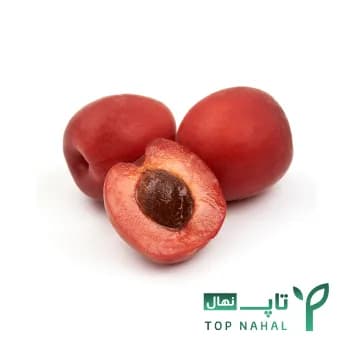 نهال زردآلو قرمز وارداتی