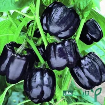 پک 5 تایی بذر فلفل دلمه ای — تصویر ۲