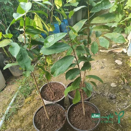 نهال سورسوپ (Annona Muricata) وارداتی — تصویر ۲