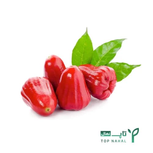 نهال رز اپل وارداتی — تصویر ۲