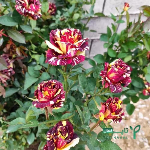 نهال گل رز دو رنگ طلایی جگری – هلندی 🌹 — تصویر ۲
