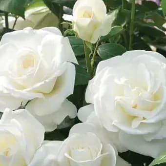 نهال گل رز سفید هلندی — تصویر ۲