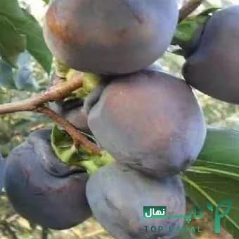 نهال خرمالو سیاه وارداتی — تصویر ۲