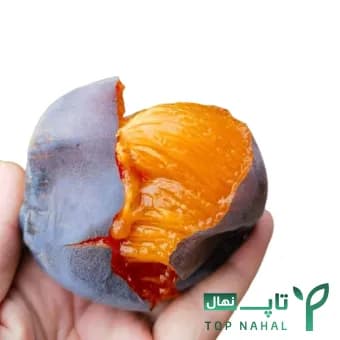 نهال خرمالو سیاه وارداتی