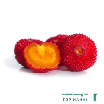 نهال آربوتوس (توت فرنگی درختی) Arbutus