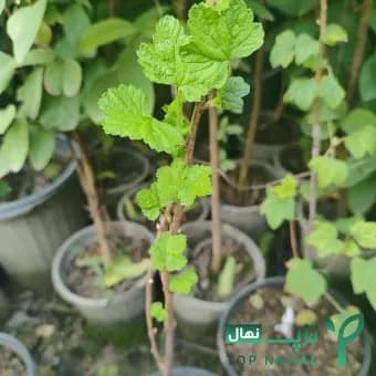 نهال انگور وایت کارنت (کارنت سفید) — تصویر ۲