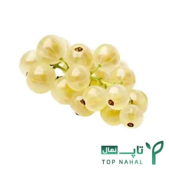 نهال انگور وایت کارنت (کارنت سفید)