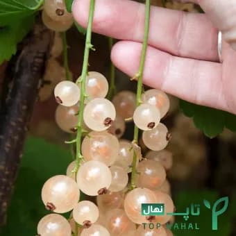 نهال انگور وایت کارنت (کارنت سفید) — تصویر ۳