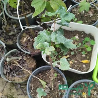 نهال انگور رد کارنت وارداتی — تصویر ۳
