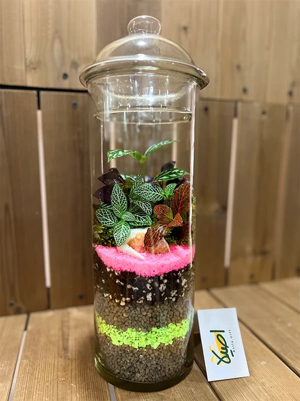تراریوم استوانه ای سوپر 40 سانتی — تصویر ۳