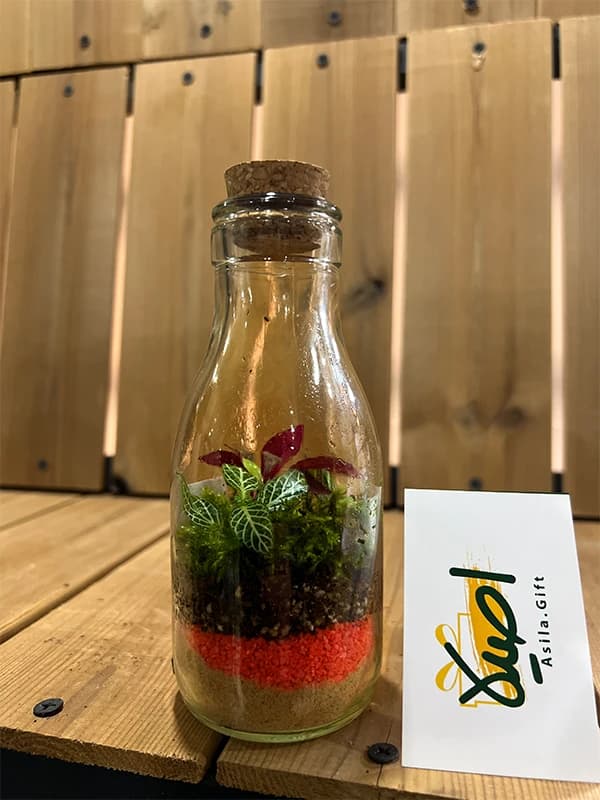 تراریوم مرجان گیفتی — تصویر ۳
