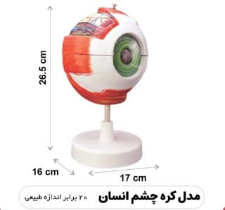 مولاژ چشم (20 برابر اندازه طبیعی) — تصویر ۲