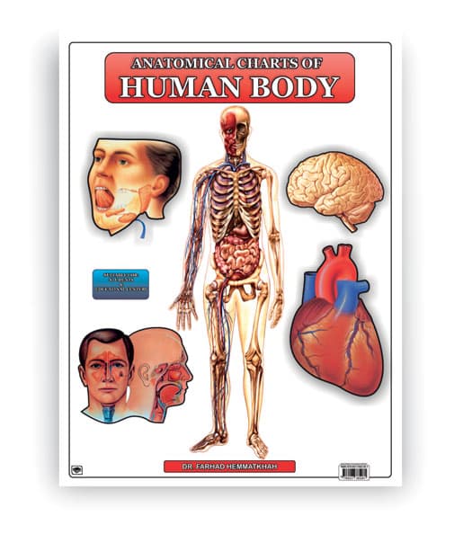 مجموعه پوسترهای اطلس آناتومی بدن انسان انگلیسی
