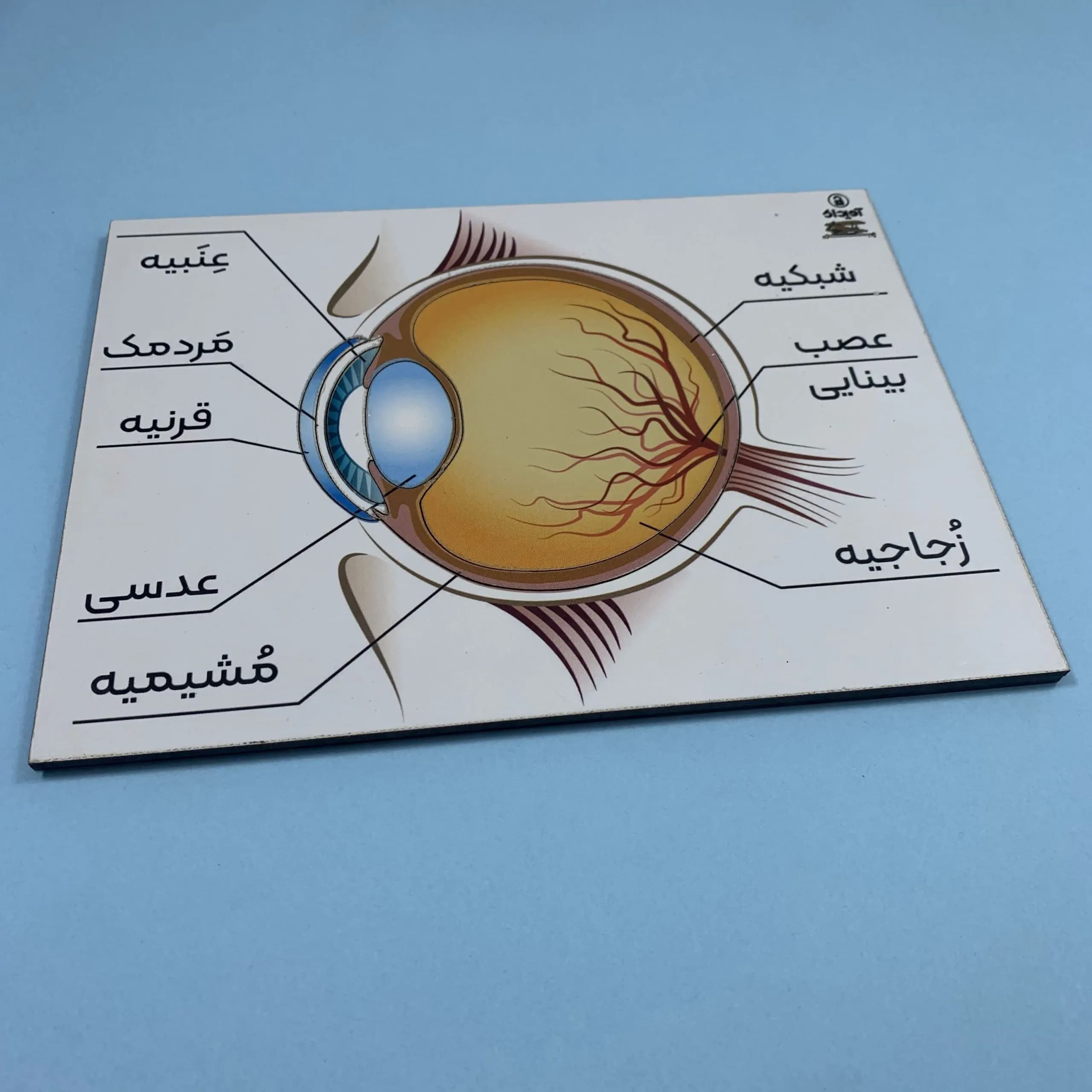 مجموعه ۴ تایی پازل اجزای سر انسان — تصویر ۷