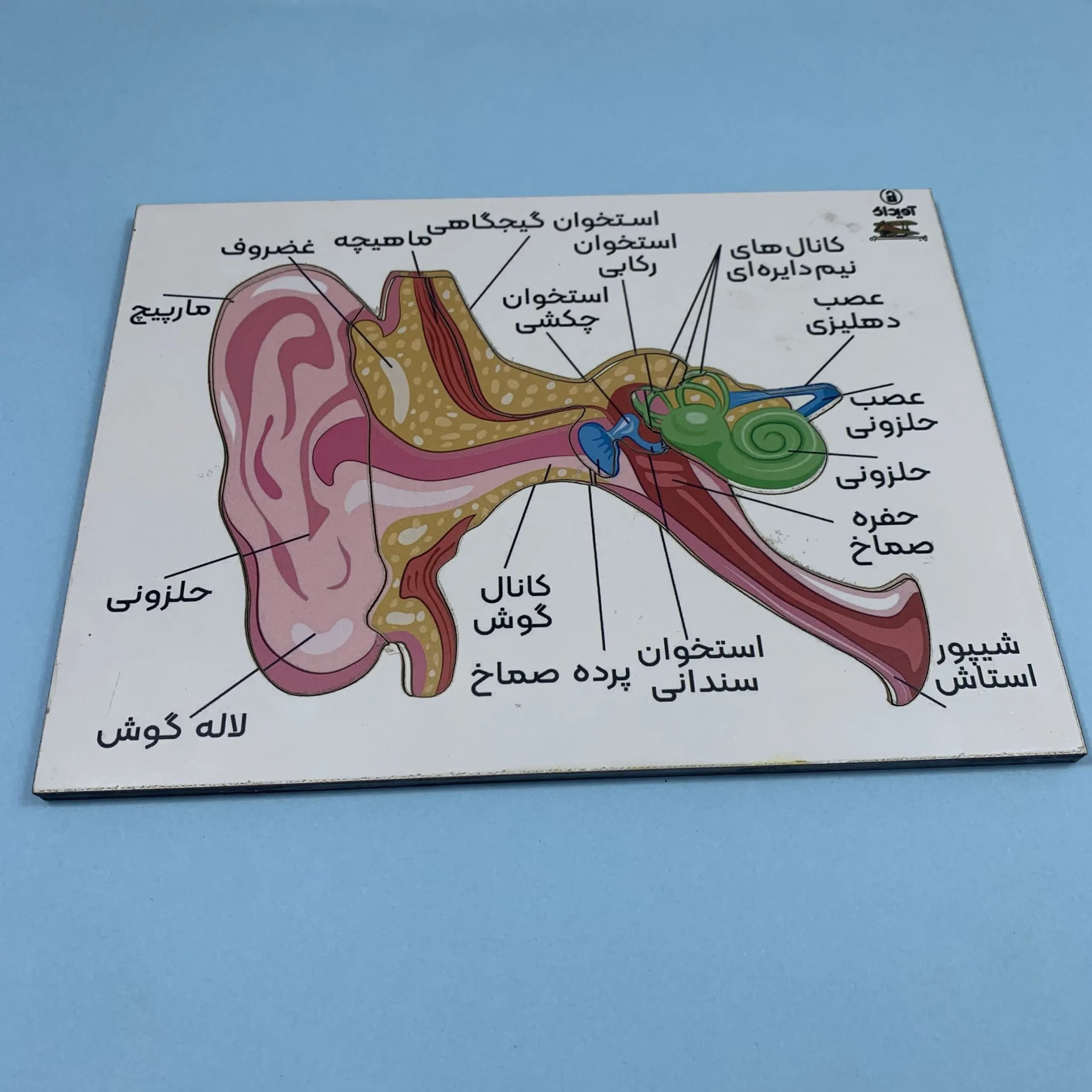 مجموعه ۴ تایی پازل اجزای سر انسان — تصویر ۵