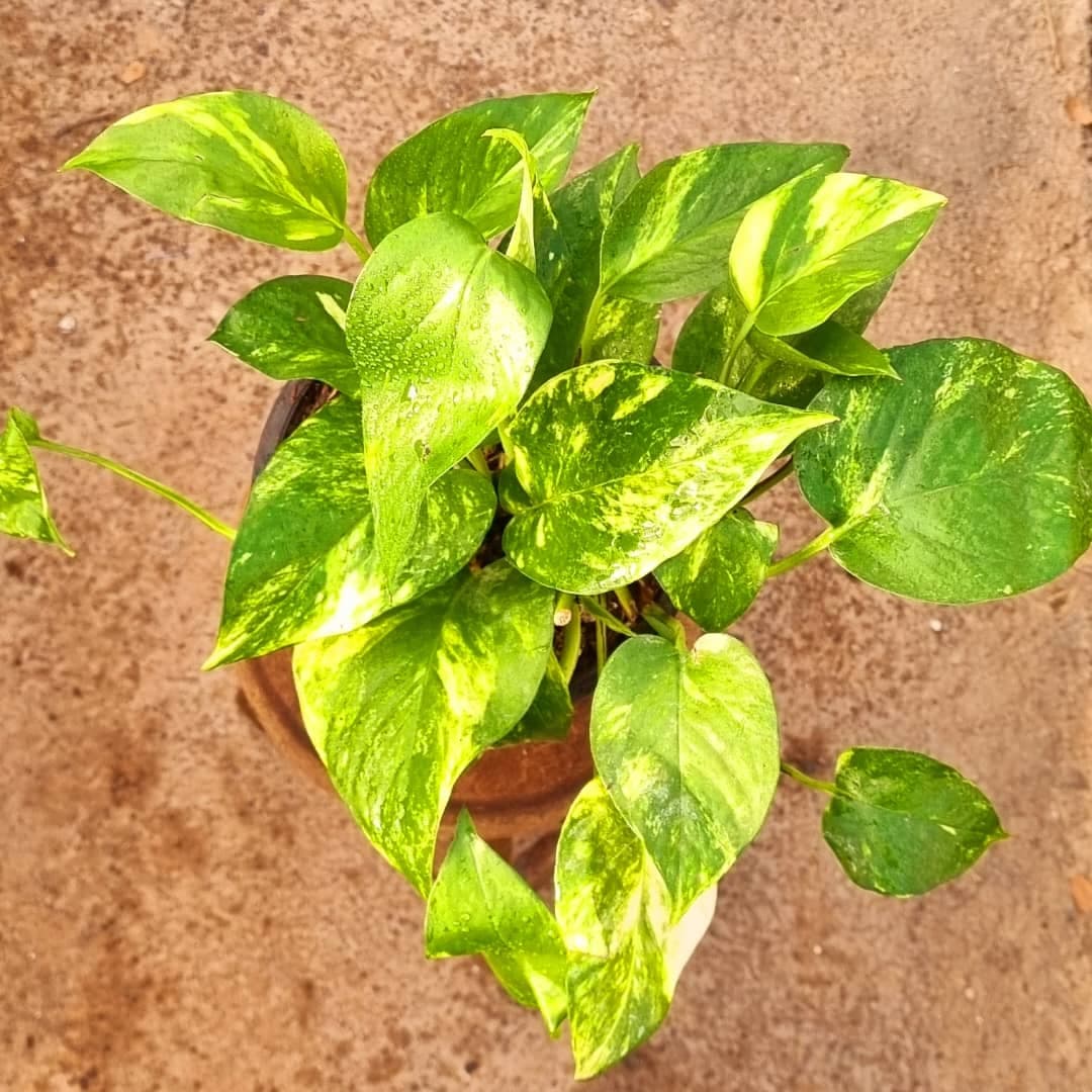 پتوس ابلق — تصویر ۳