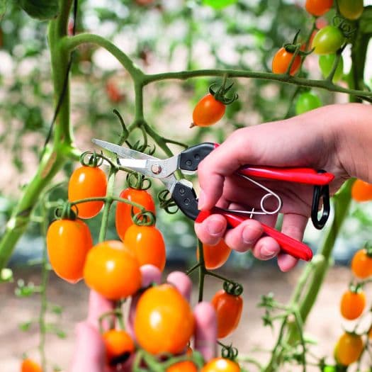 قیچی باغبانی میوه چین و گل آرایی و بونسای فیلکو 322 سوئیس فلکو — تصویر ۲