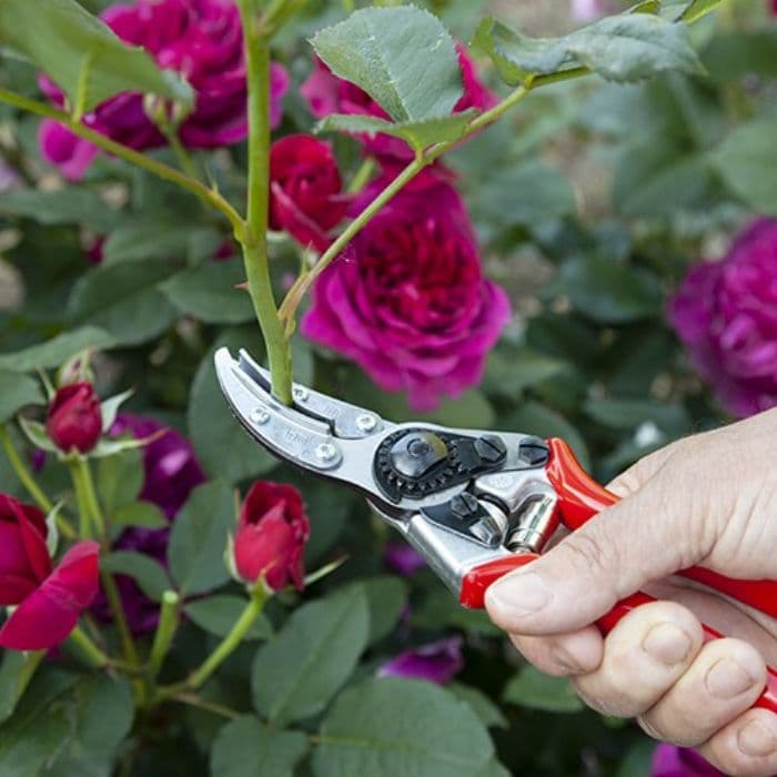 قیچی باغبانی مخصوص گل رز و شاخه بریده ها فیلکو FELCO 100 اصل سوئیس — تصویر ۳