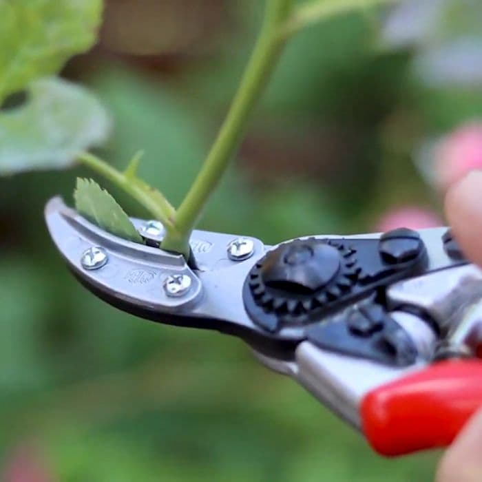 قیچی باغبانی مخصوص گل رز و شاخه بریده ها فیلکو FELCO 100 اصل سوئیس — تصویر ۴