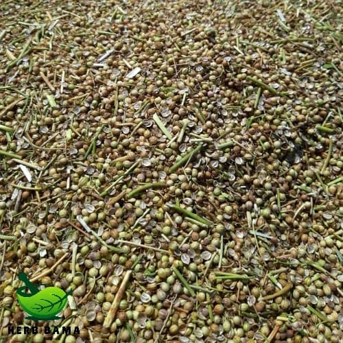تخم گشنیز آسیابی – ۱ کیلوگرم