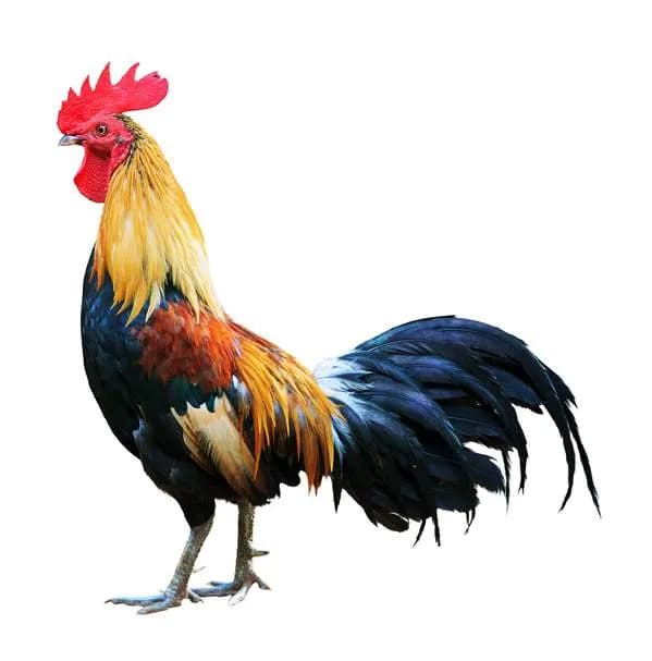 خروس محلی زنده