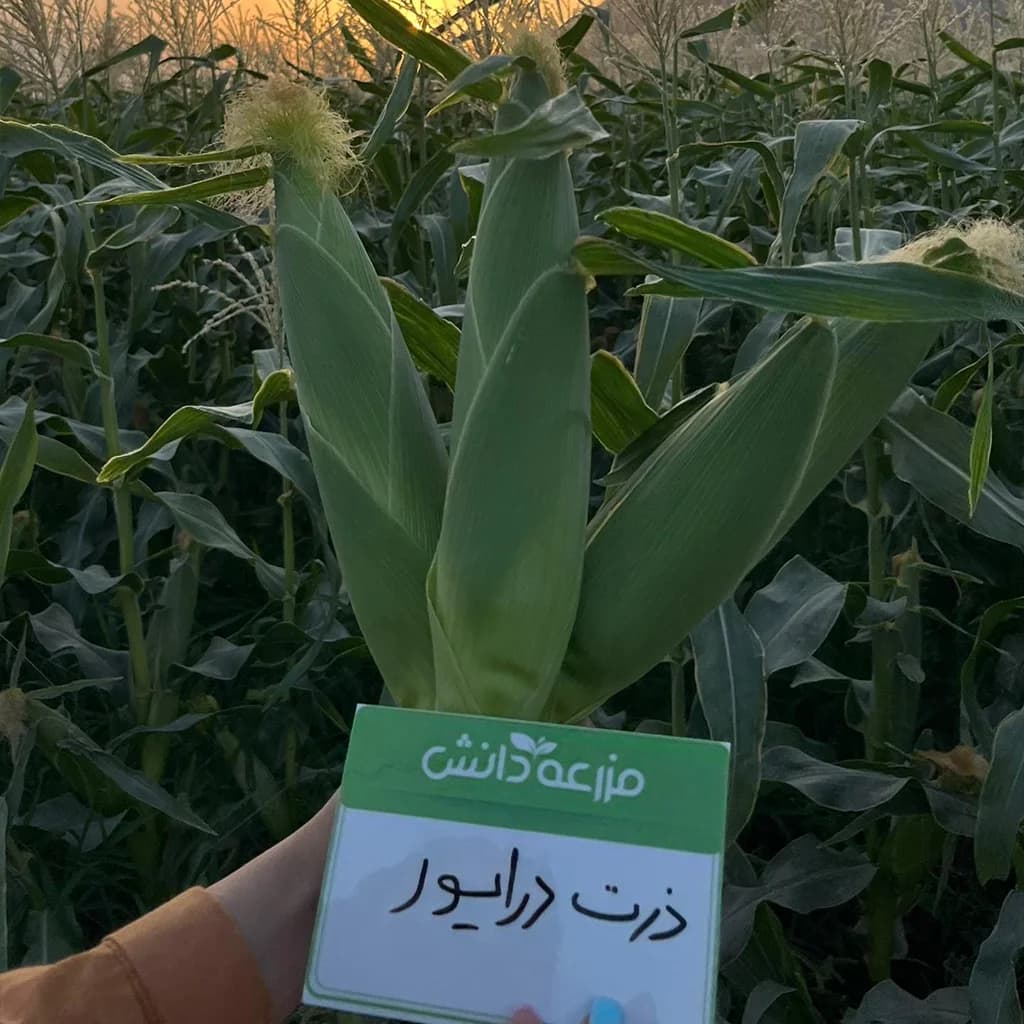 بذر ذرت شیرین درایور کلوز f1 | شرایط کشت ذرت سوپر سوییت — تصویر ۵