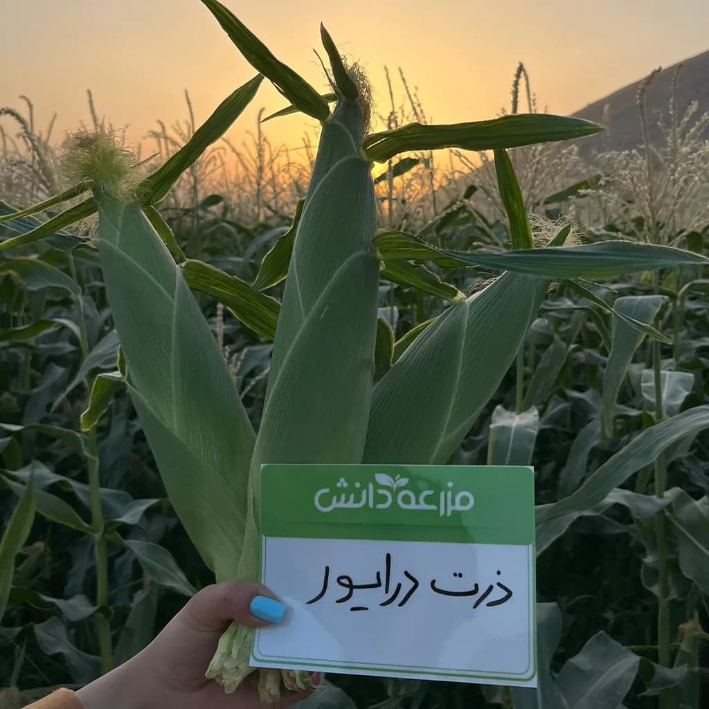 بذر ذرت شیرین درایور کلوز f1 | شرایط کشت ذرت سوپر سوییت — تصویر ۷