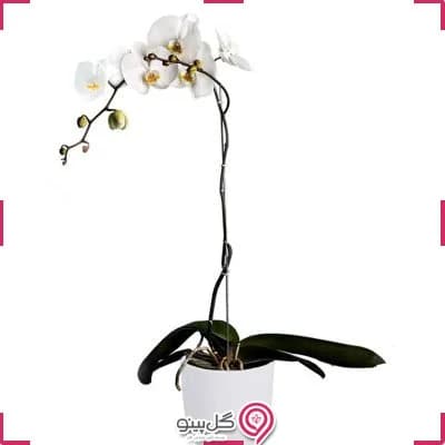 گلدون گل ارکیده سفید تک شاخه